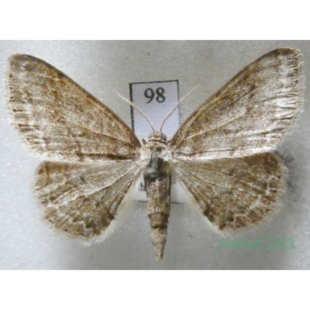 Ectropis crepuscularia (Denis & Schiffermüller, 1775) Czech98